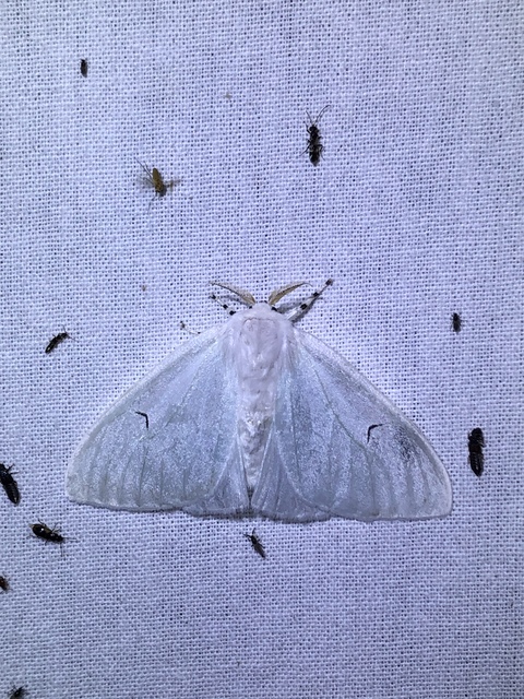 Arctornis l-nigrum - L-betűs gyapjaslepke