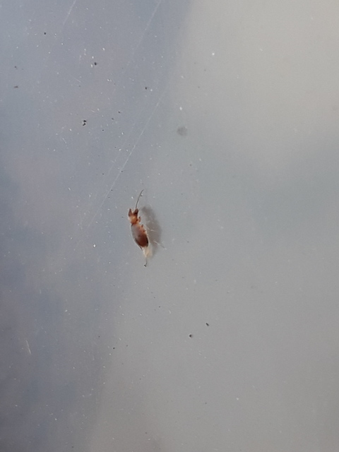 Mecynotarsus serricornis - kis nyakszarvúbogár