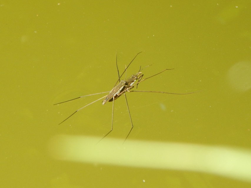 Heteroptera - Poloskák
