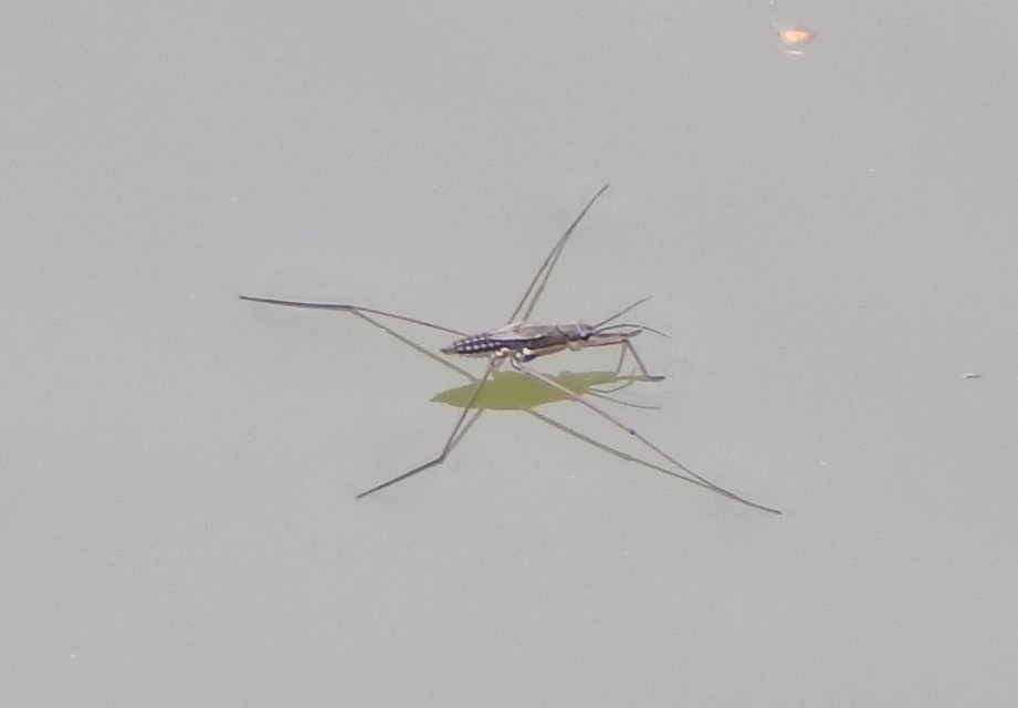 Heteroptera - Poloskák