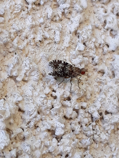 Trypetoptera punctulata - pirosszemű szarvaslégy