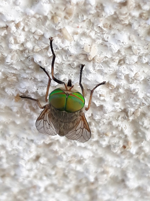 Tabanus
