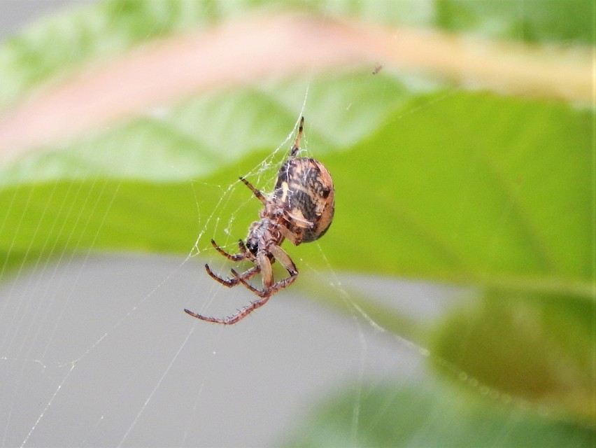 Larinioides