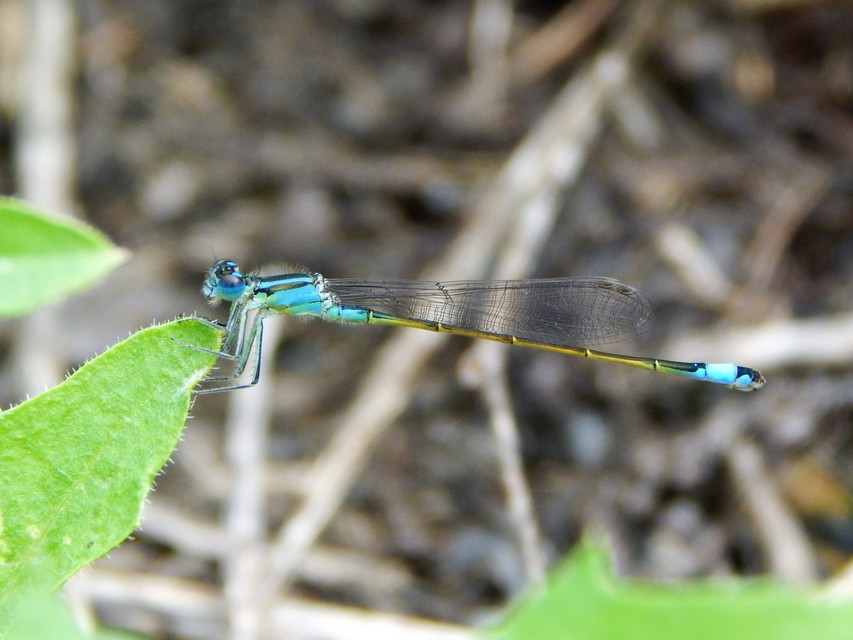 Ischnura elegans pontica - kéköves légivadász