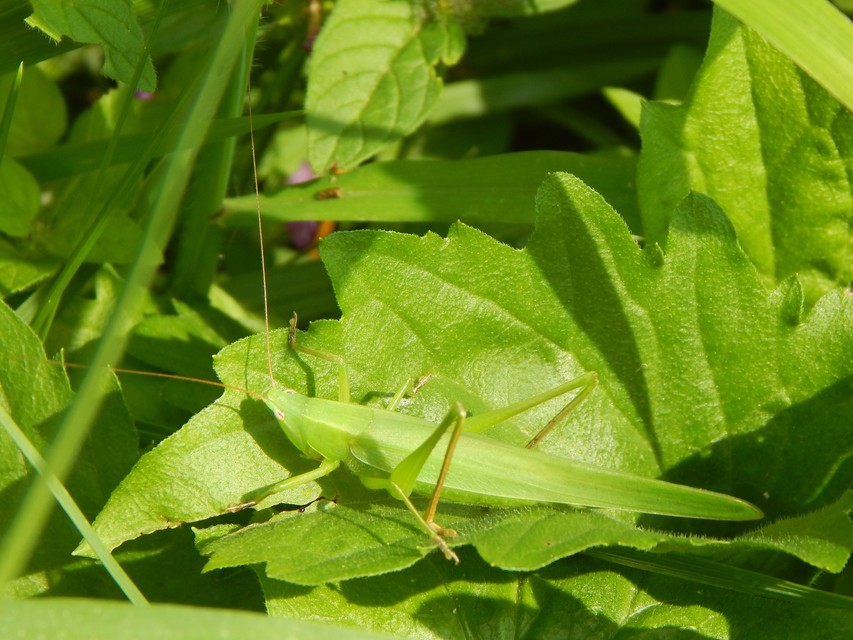Ruspolia nitidula - nagy kúpfejűszöcske