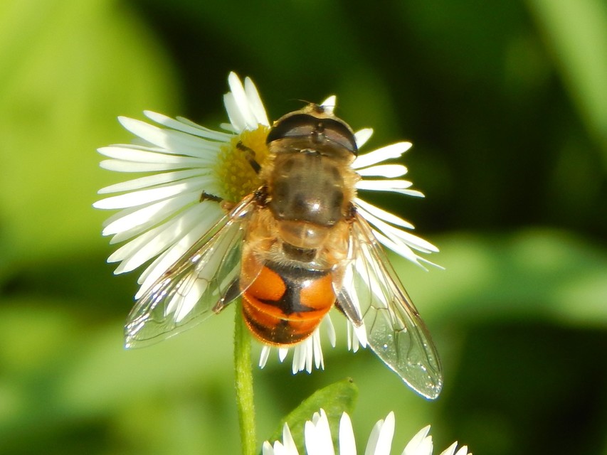 Eristalis tenax - közönséges herelégy