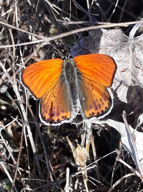 Lycaena thersamon - kis tűzlepke