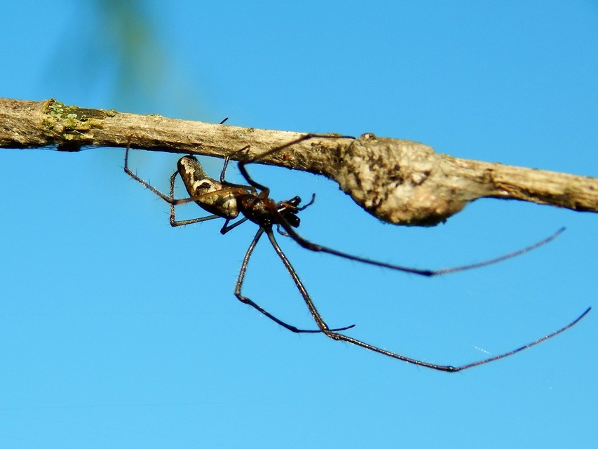Tetragnatha