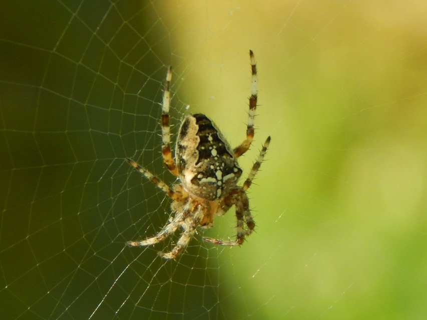 Araneus diadematus - koronás keresztespók
