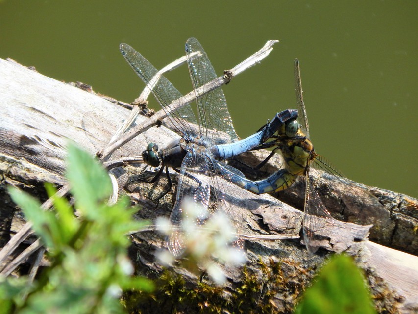Orthetrum cancellatum - feketefarkú pásztorszitakötő