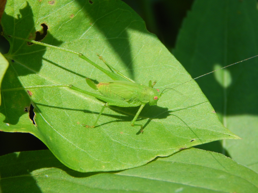 Phaneroptera nana - pontozott repülőszöcske