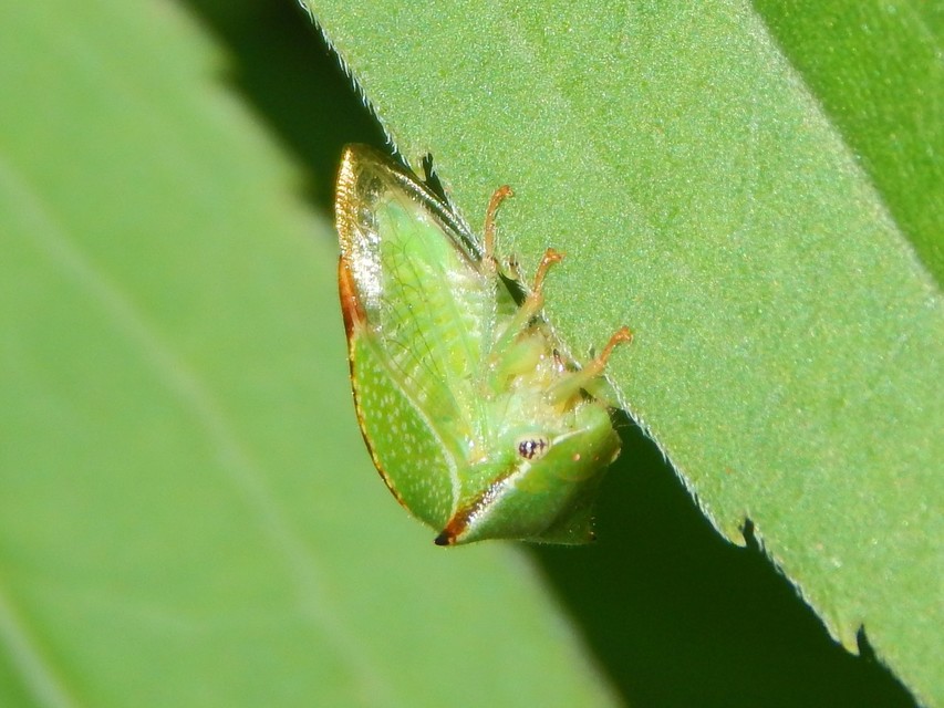 Stictocephala bisonia - bivalykabóca