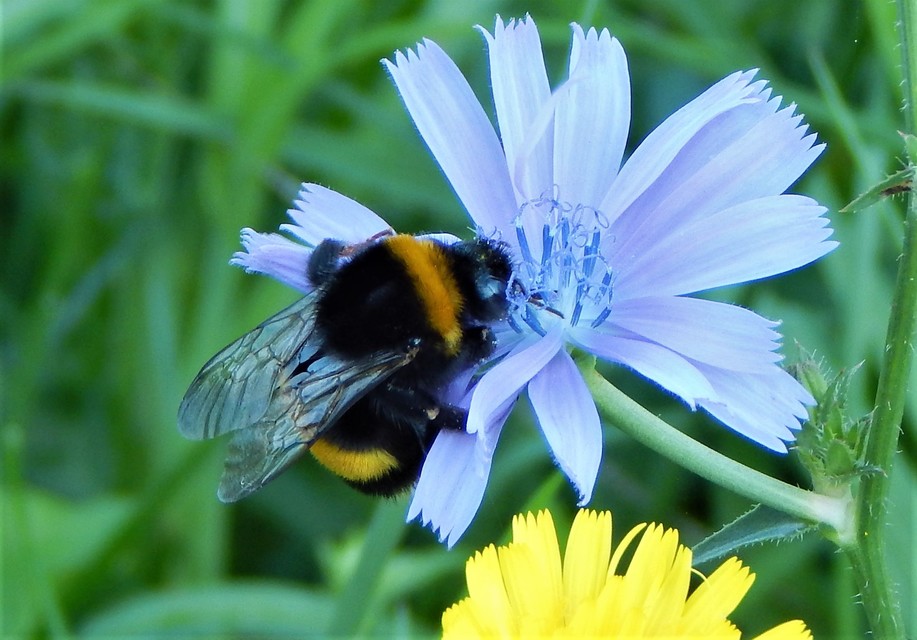 Bombus terrestris - földi poszméh