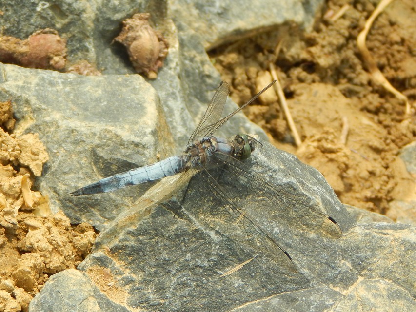 Orthetrum cancellatum - feketefarkú pásztorszitakötő