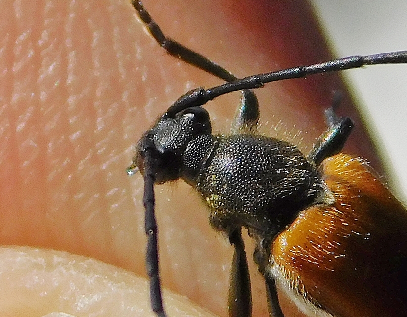 Stictoleptura fulva - vörhenyes virágcincér