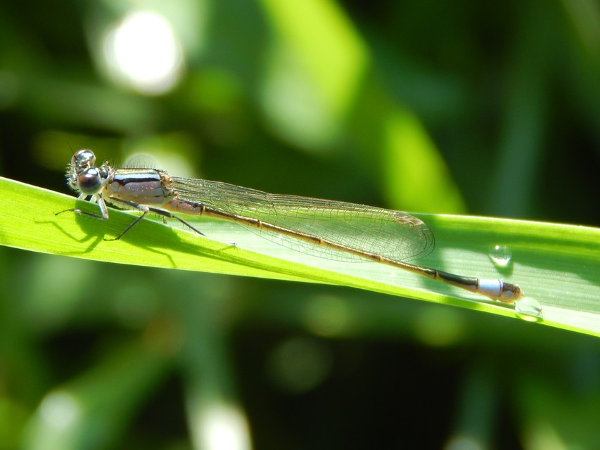 Ischnura elegans pontica - kéköves légivadász