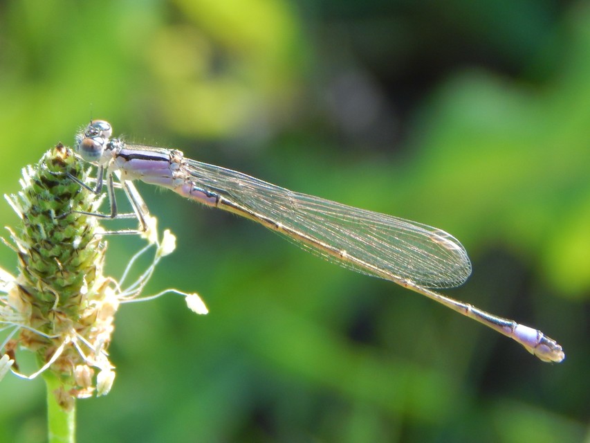 Ischnura elegans pontica - kéköves légivadász