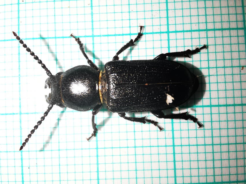 Spondylis buprestoides - erdei félcincér