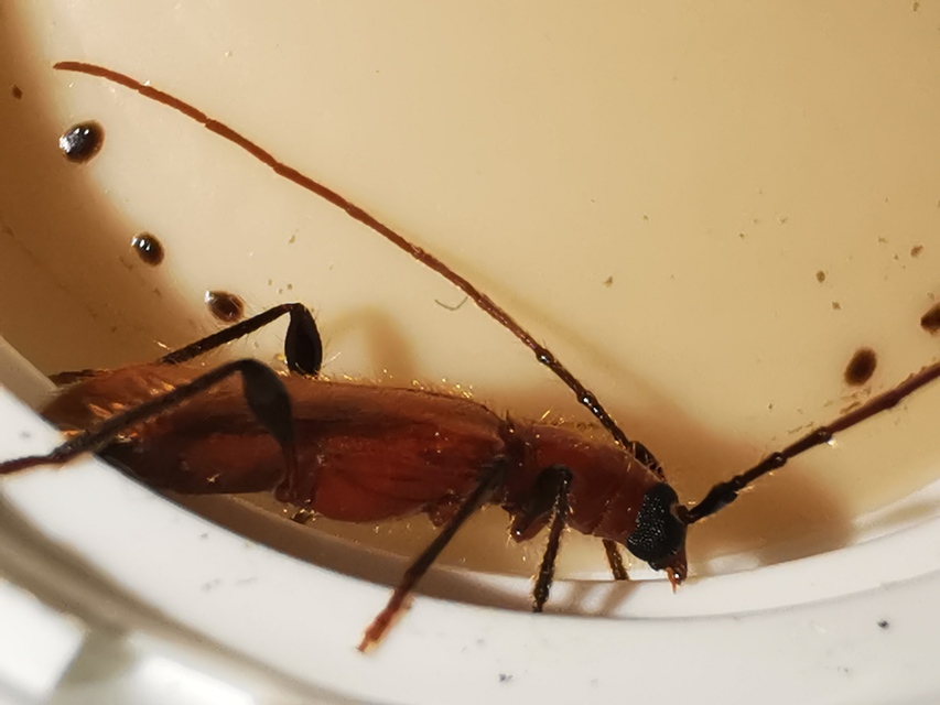 Obrium cantharinum - rőt hengercincér