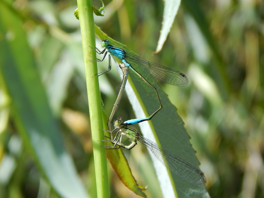 Ischnura elegans pontica - kéköves légivadász