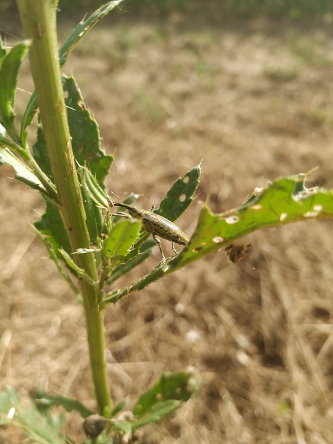 Lixus iridis - bürökfúró dudvabarkó