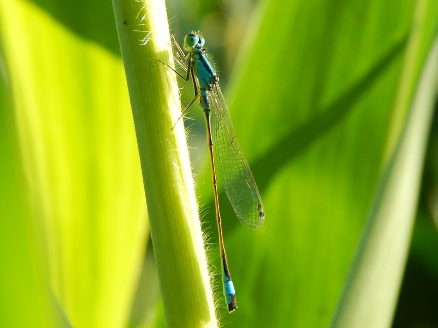 Ischnura elegans pontica - kéköves légivadász