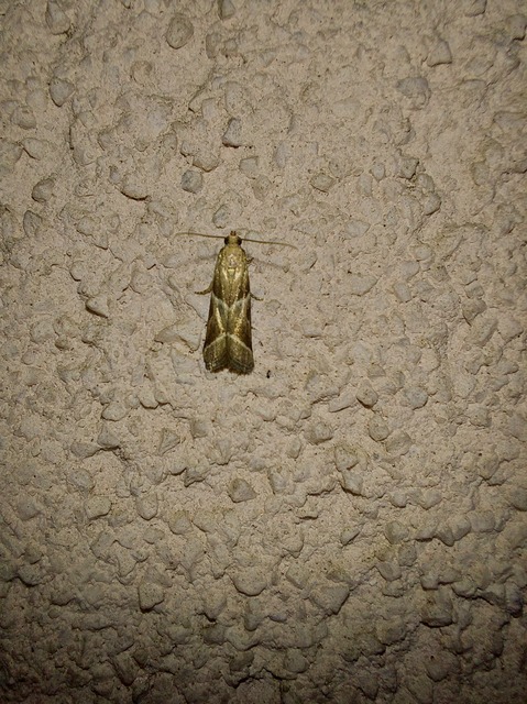 Nyctegretis lineana - agátszínű karcsúmoly