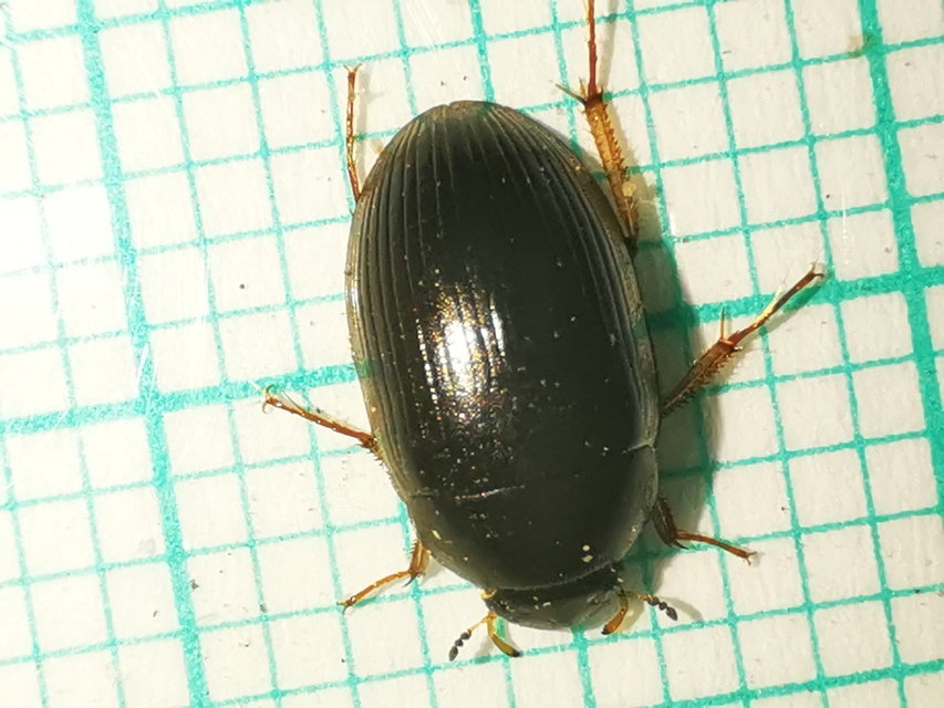 Hydrobius
