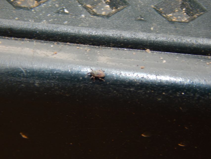 Tychius