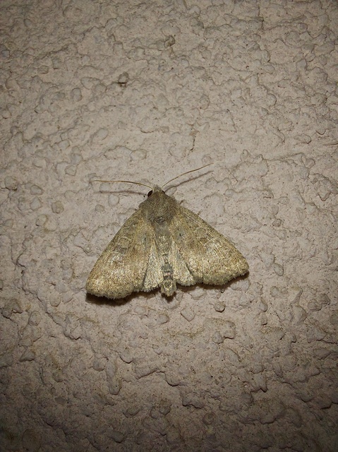 Parastichtis suspecta - sötét erdeibagoly