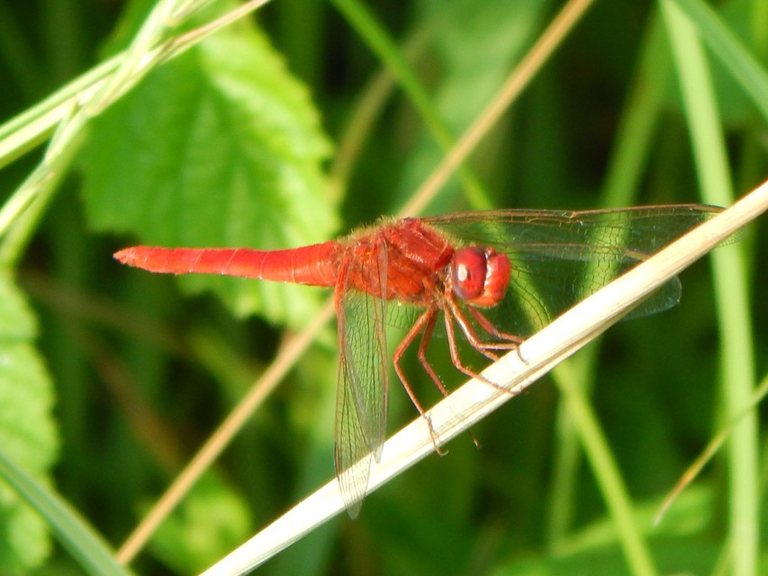 Crocothemis erythraea - skarlát szitakötő