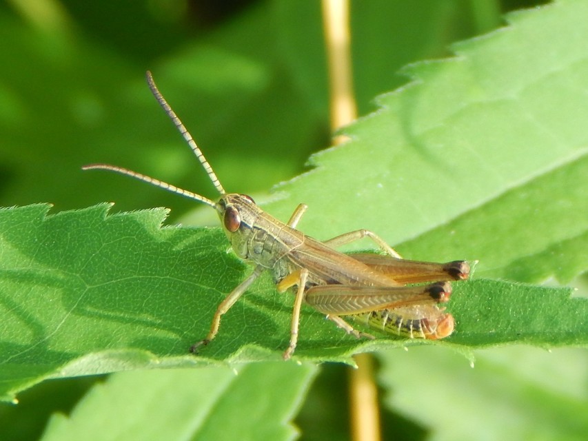 Pseudochorthippus parallelus - közönséges rétisáska