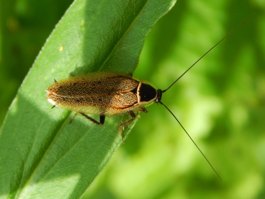 Ectobius sylvestris - fekete erdeicsótány