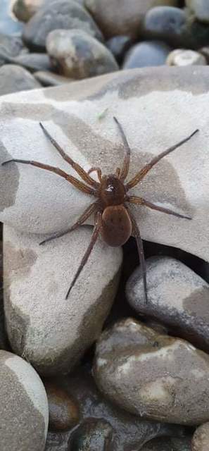 Dolomedes plantarius - parti vidrapók