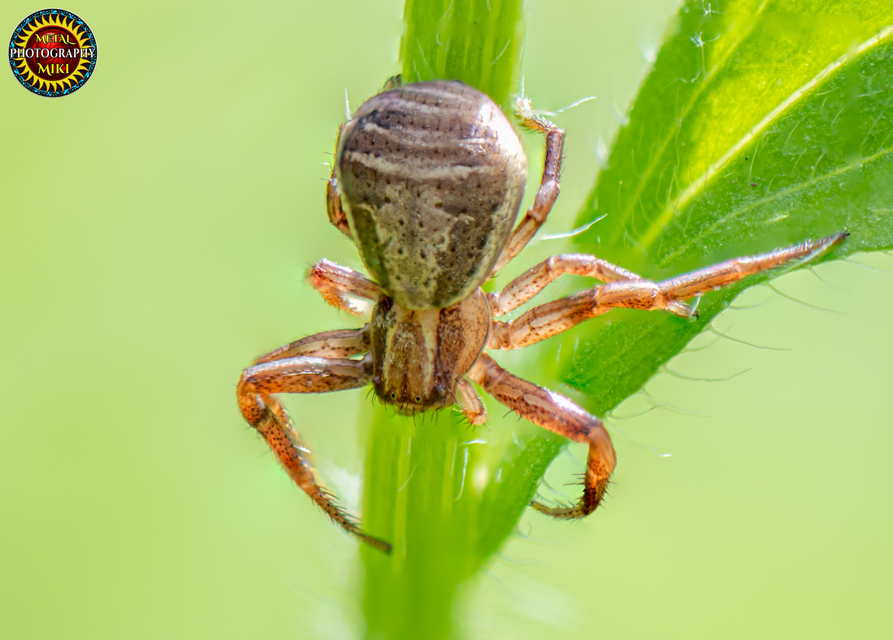 Xysticus ulmi - cserje-karolópók