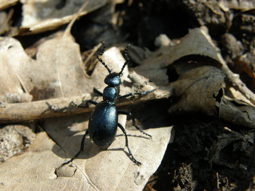 Meloe violaceus - kék nünüke