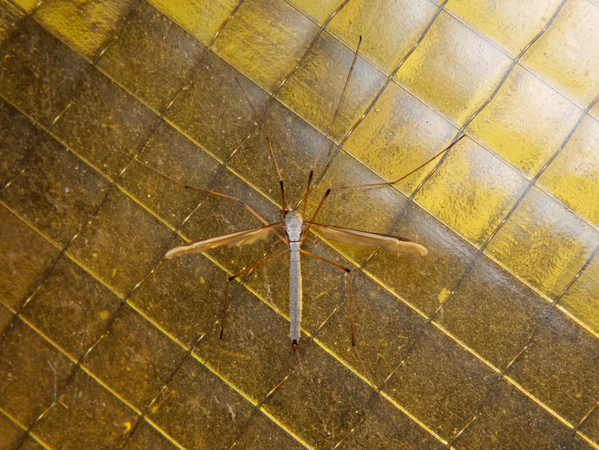 Tipula