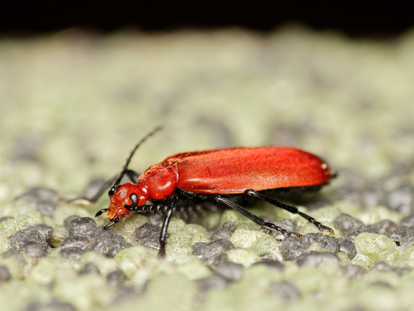 Pyrochroa serraticornis - közép-bíborbogár