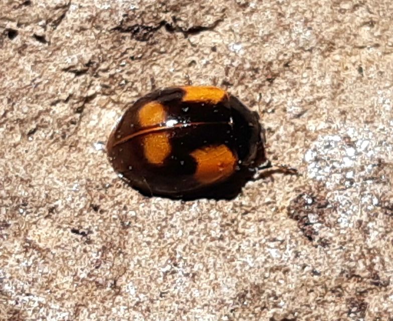 Adalia bipunctata - kétpettyes katica