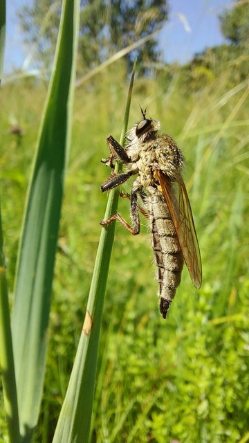 Echthistus rufinervis