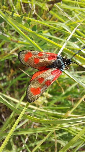 Zygaena loti - közönséges csüngőlepke