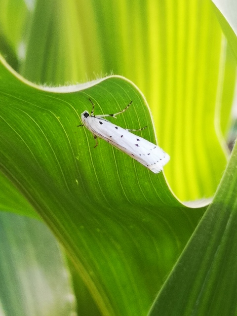 Myelois circumvoluta - pettyes karcsúmoly