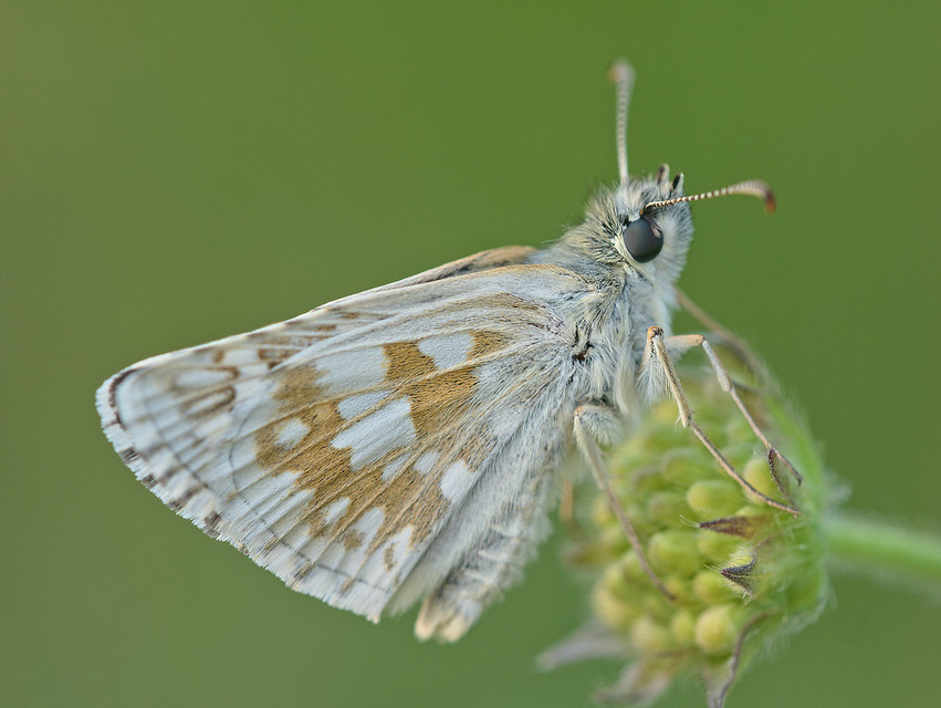 Pyrgus carthami - nagy busalepke