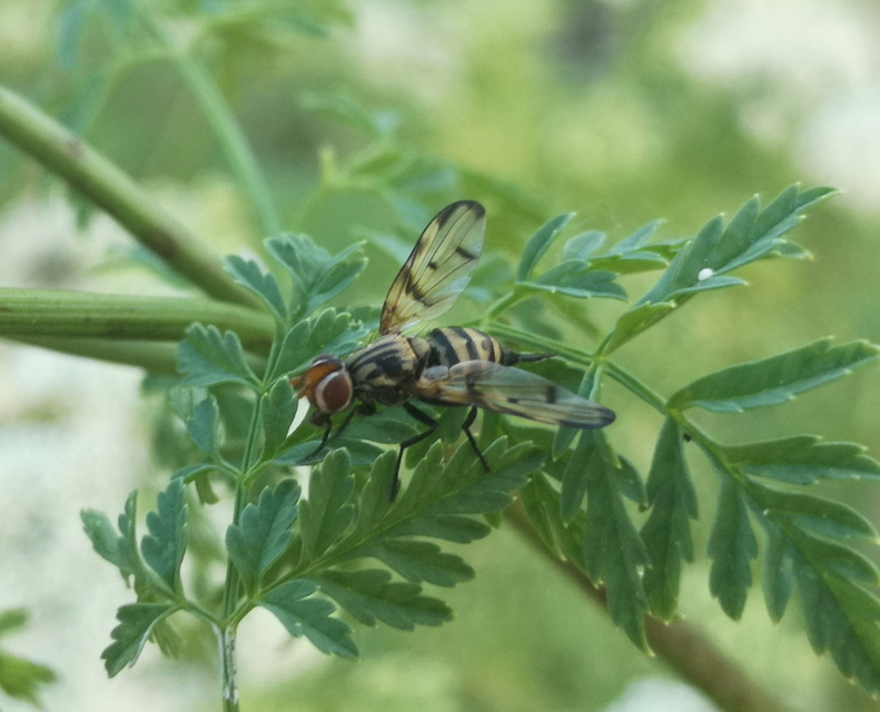Otites formosa