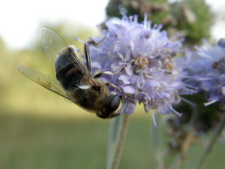Eristalis tenax - közönséges herelégy
