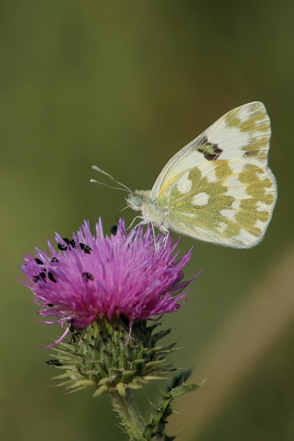 Pontia edusa - rezedalepke