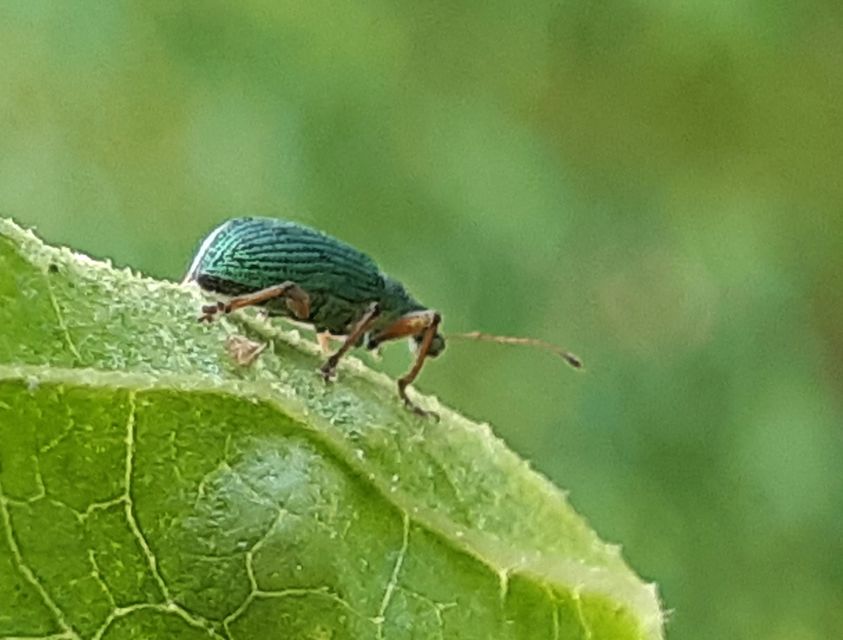 Polydrusus formosus - selymes lombormányos