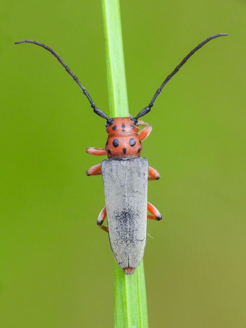 Phytoecia argus - árgusszemű cincér