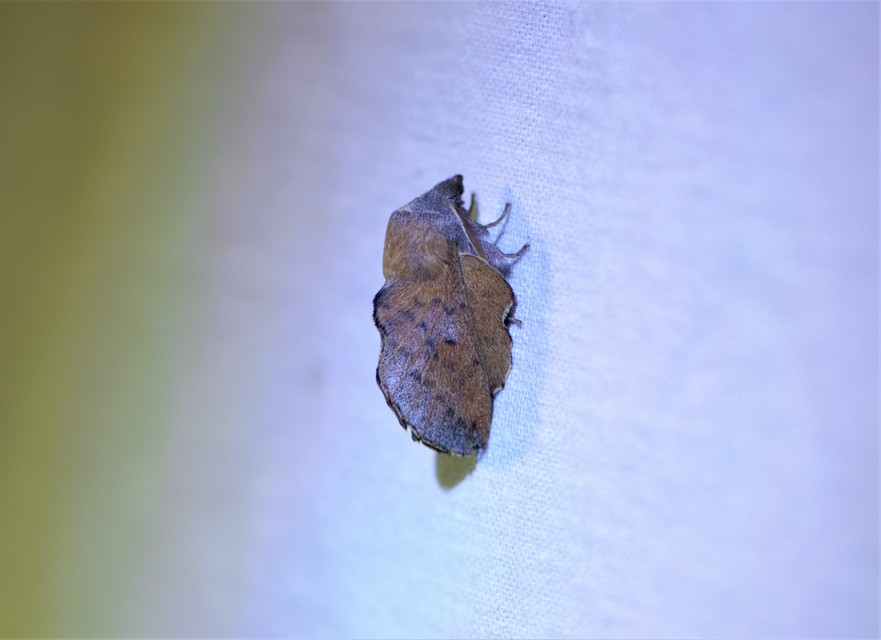 Phyllodesma tremulifolia - nyárlevélpohók