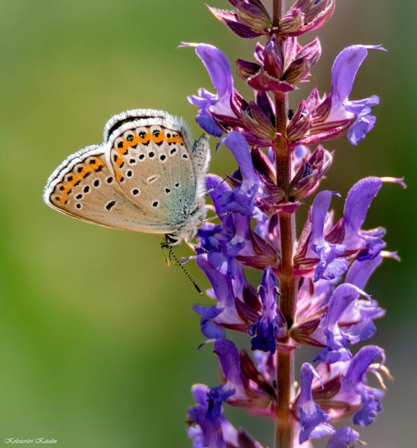 Plebejus argyrognomon - tintakék boglárka